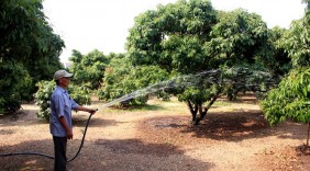 Tăng mạnh diện tích vải thiều xuất khẩu