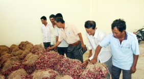 VỤ HÀNH TÍM 2015 - 2016: ĐẦU RA VẪN KHÁ NAN GIẢI