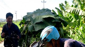 Việt Nam có thể giành ngôi đầu của Philippines về xuất khẩu chuối
