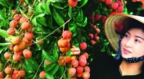 Đảm bảo uy tín thương hiệu và chất lượng vải thiều Thanh Hà