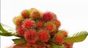 3 đặc điểm khác biệt nhận dạng chôm chôm nhãn
