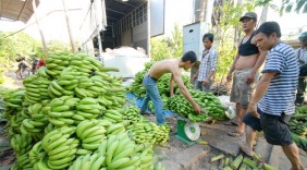 Giá chuối tăng cao, nông dân lãi khá