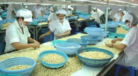 Việt Nam 10 năm liên tiếp đứng đầu thế giới về xuất khẩu nhân điều