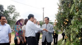 Trồng vải thiều theo quy trình Vietgap nhằm nâng cao chất lượng