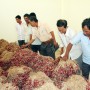 VỤ HÀNH TÍM 2015 - 2016: ĐẦU RA VẪN KHÁ NAN GIẢI