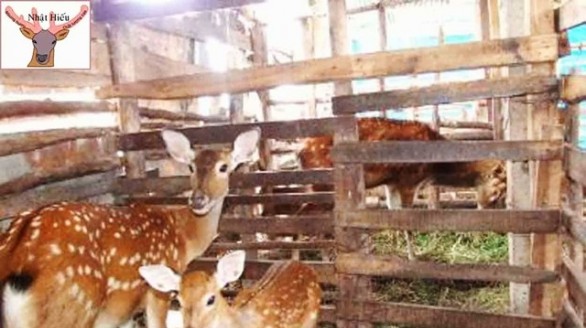 Xây dựng thương hiệu nhung hươu Quỳnh Lưu