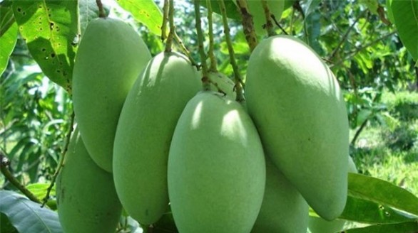 Xoài Việt có cơ hội vào thị trường Úc