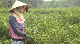 Trồng ớt xuất khẩu đang thắng to