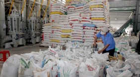Xuất khẩu gạo cao cấp: Hướng đi mới cho ngành lúa gạo Việt