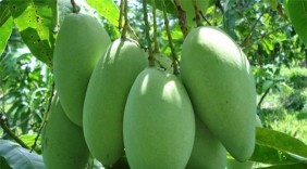 Xoài Việt có cơ hội vào thị trường Úc