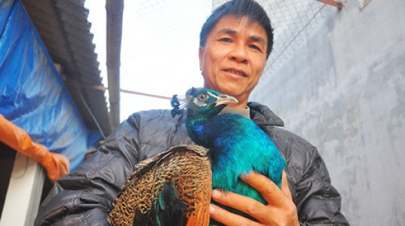 Nuôi chim công Ấn Độ lãi hàng trăm triệu đồng