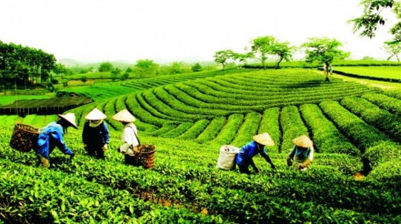 Chè Việt xuất ngoại: Không thể lờ đi tiêu chuẩn toàn cầu