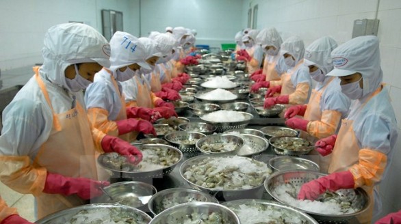 Kim ngạch xuất khẩu tôm Việt Nam sang Mỹ đạt hơn 176 triệu USD