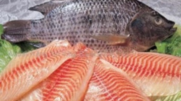 Cá rô phi được quy hoạch, xây dựng thương hiệu xuất khẩu