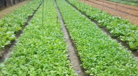 TPHCM: Ứng dụng công nghệ cao vào rau hữu cơ