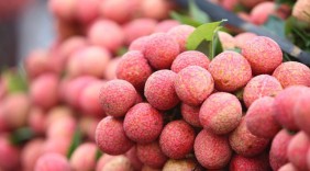 Xúc tiến xuất khẩu vải thiều tươi qua cửa khẩu Lào Cai