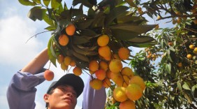 Nông sản Bắc Giang rộng đường xuất khẩu