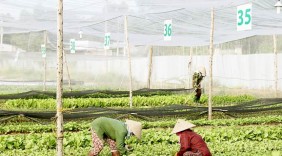 Nông nghiệp hữu cơ - Kết nối các mô hình