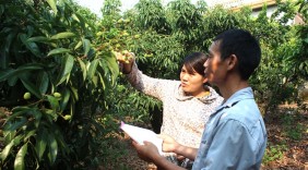Vải thiều VietGAP, GlobalGAP sai quả, báo hiệu được mùa