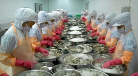 Kim ngạch xuất khẩu tôm Việt Nam sang Mỹ đạt hơn 176 triệu USD