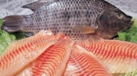 Cá rô phi được quy hoạch, xây dựng thương hiệu xuất khẩu