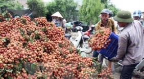 Sau vải thiều, xoài Việt Nam sẽ được xuất khẩu sang Australia