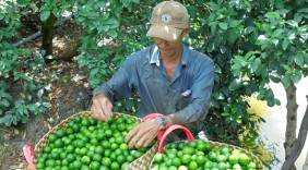 Xuất khẩu chanh sang Hàn Quốc.
