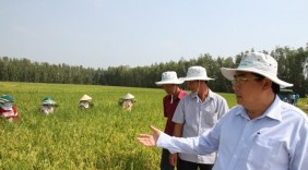 Thương nhân nước ngoài săn tìm gạo Việt