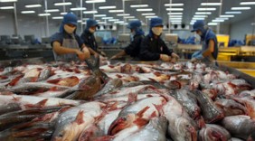 Brazil chuộng cá tra Việt Nam