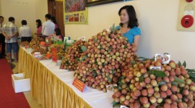 Xúc tiến xuất khẩu vải thiều qua địa bàn tỉnh Lạng Sơn
