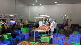Trùm XK vải thiều đất Bắc: 3.500 tấn sẽ được xuất đi Nhật Bản và Châu Âu