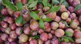 Ngày hội tôn vinh mận Mộc Châu