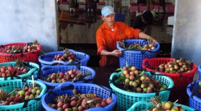 Tín hiệu vui đầu mùa vải