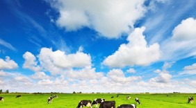 Vinamilk lần đầu tiên giới thiệu Sữa tươi organic chuẩn USDA tại Việt Nam