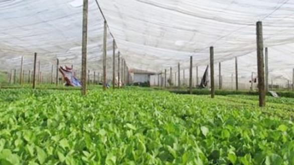 Thúc đẩy mặt hàng xuất khẩu nông sản của Việt Nam sang Đức