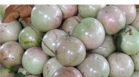 Trái vú sữa Việt Nam sẽ được phép nhập khẩu vào Hoa Kỳ từ quý IV/2016