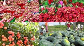 Lạng Sơn: Hơn 400.000 tấn hoa quả, nông sản Việt xuất qua Trung Quốc
