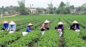 Chè Việt Nam lên ngôi