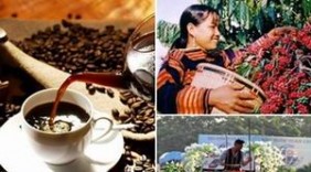 Tổ chức Ngày cà phê Việt Nam
