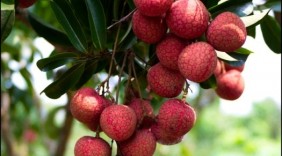 Hơn 24 nghìn tấn quả vải xuất khẩu qua Trung Quốc