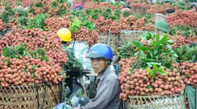Rộng đường cho trái vải xuất khẩu