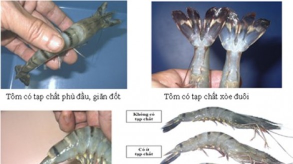 Cách phân biệt tôm sạch với tôm được