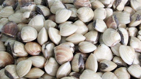 Mỹ chuộng nghêu, sò Việt Nam hơn Trung Quốc