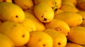 Hàng ngàn tấn xoài Việt Nam sẽ xuất sang Mỹ