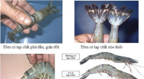 Cách phân biệt tôm sạch với tôm được 
