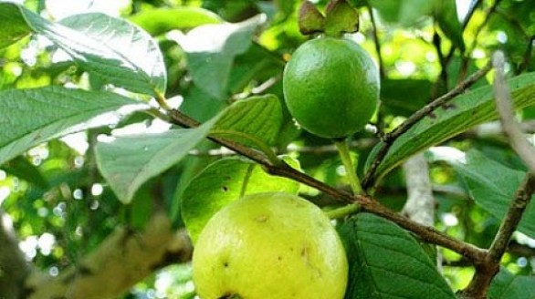 10 bài thuốc dân gian chữa bệnh từ cây ổi