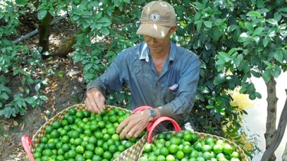 Đồng Tháp xuất khẩu chanh sang Hàn Quốc