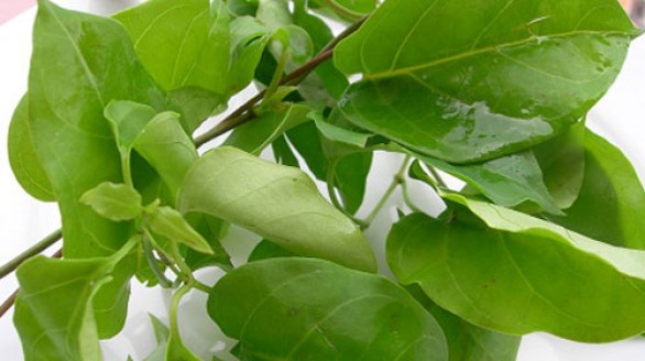 Lá giang và một số bài thuốc quý dân gian từ Lá Giang