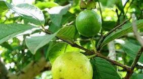 10 bài thuốc dân gian chữa bệnh từ cây ổi