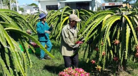 Thanh long chuẩn bị xuất khẩu sang Úc